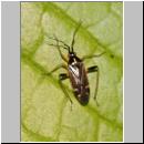 Harpocera thoracica - Weichwanze 03.jpg